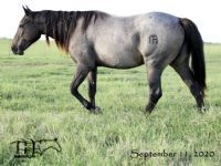 Miss Black Sock's 2018 Roan Filly